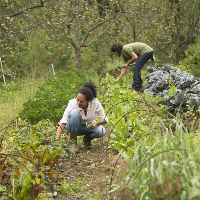 Création d’Emplois Locaux grâce à la Permaculture